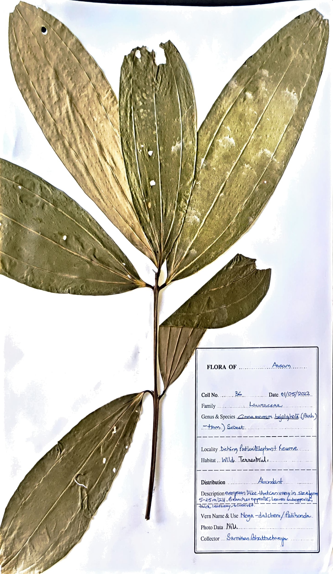 Patichanda (Ass.) (Herbarium)